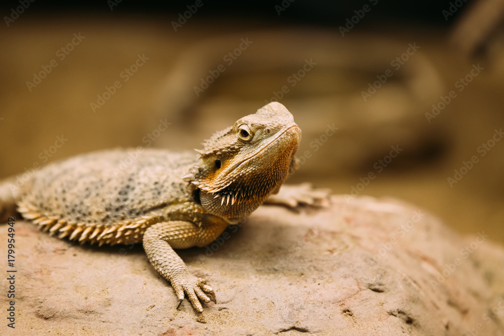 Fototapeta premium Picture of flat-tailed desert horned lizard resting on rock