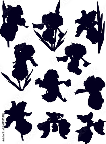 Fototapeta Naklejka Na Ścianę i Meble -  ten black iris silhouettes