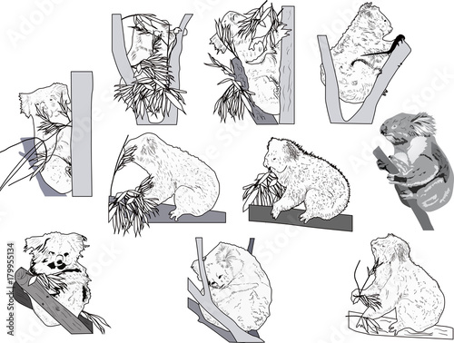 ten black sketches of koala on white background