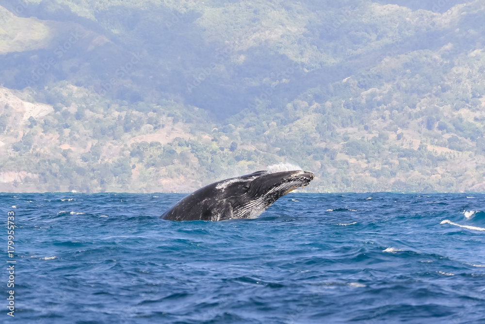 Whale breathing in Pacific ocean in front of Tahiti, panorama
Whale breathing in Pacific ocean in front of Tahiti, panorama