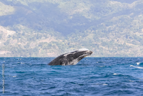 Whale breathing in Pacific ocean in front of Tahiti, panorama 