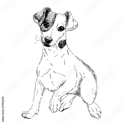 Portrait of Jack russel terrier dog. Vector engraved art. Friendly smilling puppy isolated on white background. Pet shelter, flyer, poster, clothing prints. Sketched poster