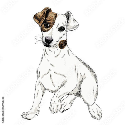 Portrait of Jack russel terrier dog. Vector colored engraved art. Friendly smilling puppy isolated on white background. Pet shelter, flyer, poster, clothing prints. Sketched poster