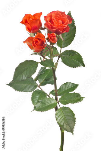for bright red rose buds on stem