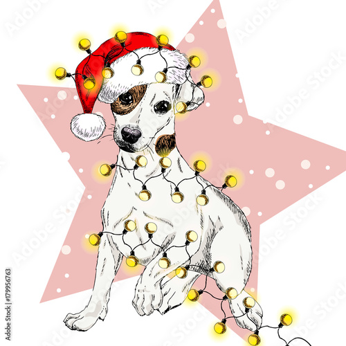 Vector portrait of jack russel terrier dog wearing santa hat and lights garland. Isolated on star and snow. Skecthed color illustraion. Christmas, Xmas, New year. Party decoration, greeting card