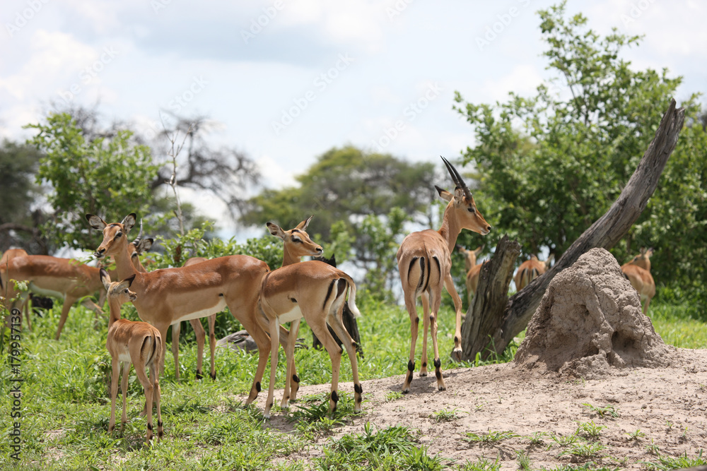 Wild Impala Antelope in African Botswana savannah Wild Impala Antelope in African Botswana savannah