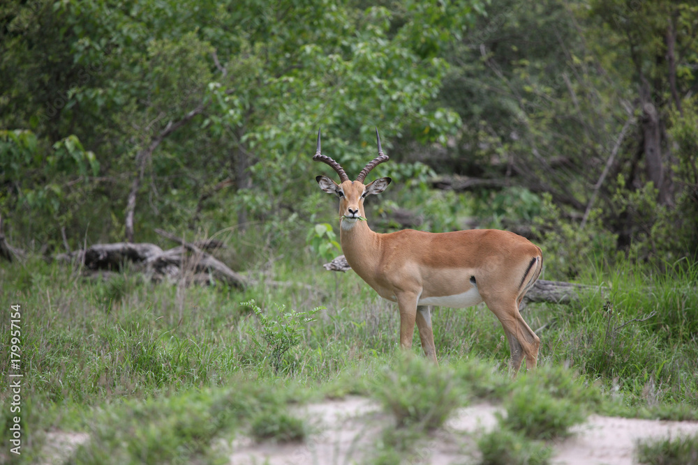 Wild Impala Antelope in African Botswana savannah Wild Impala Antelope in African Botswana savannah