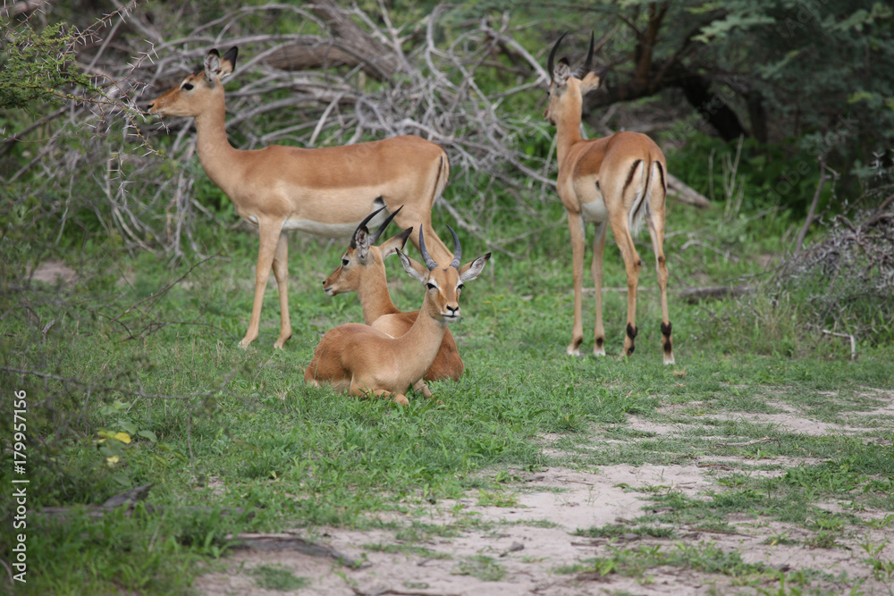 Wild Impala Antelope in African Botswana savannah Wild Impala Antelope in African Botswana savannah