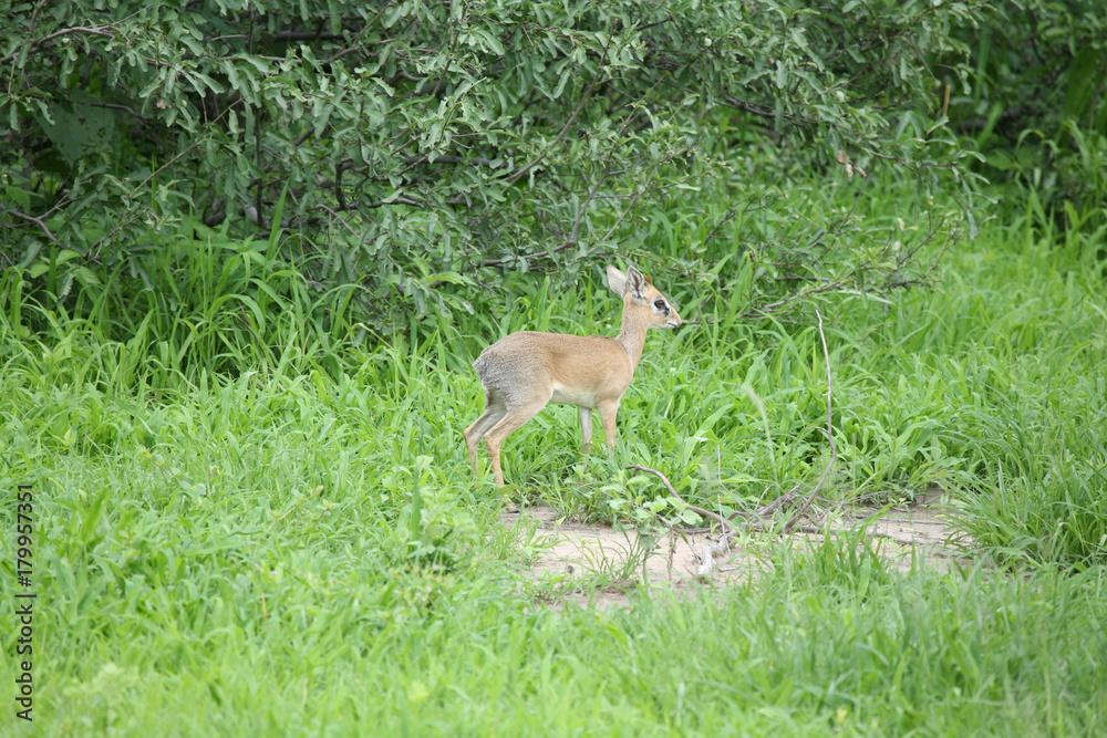 Wild Impala Antelope in African Botswana savannah