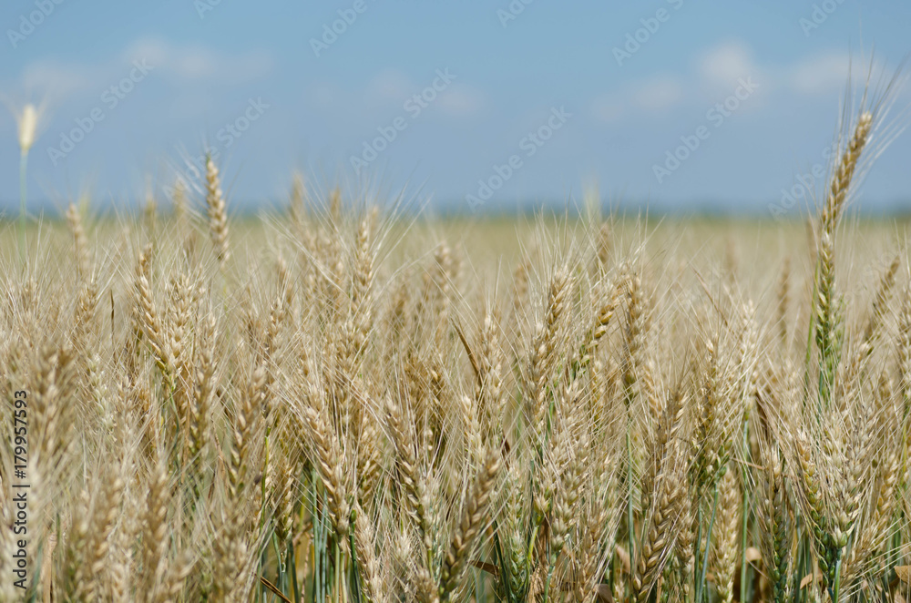 Golden Wheat Field with ripe ears of corn Golden Wheat Field with ripe ears of corn