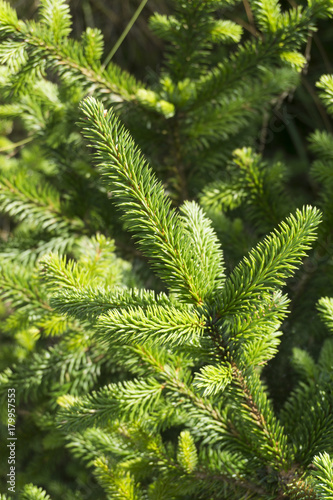 Fir tree branches 