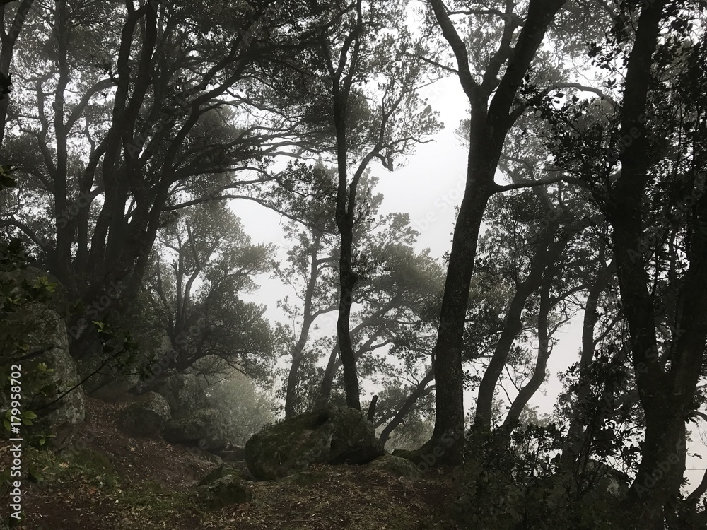 Fototapeta premium Bosco nel vento