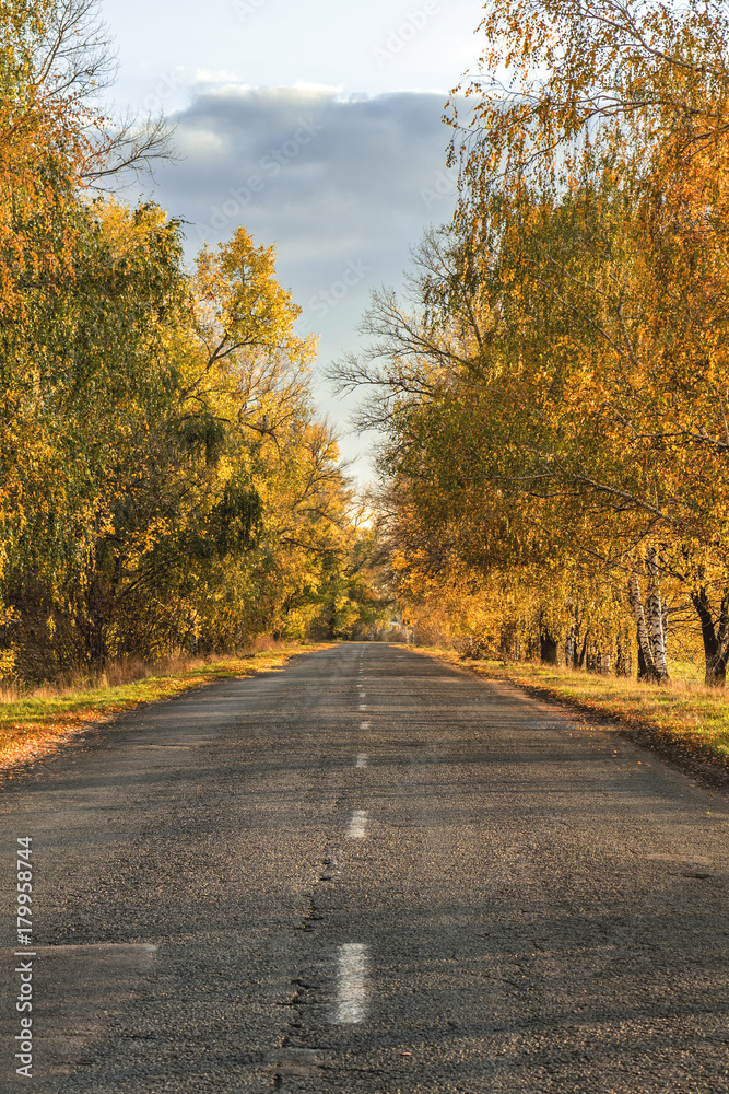 Empty autumn road along golden winter wheat fields at sunset