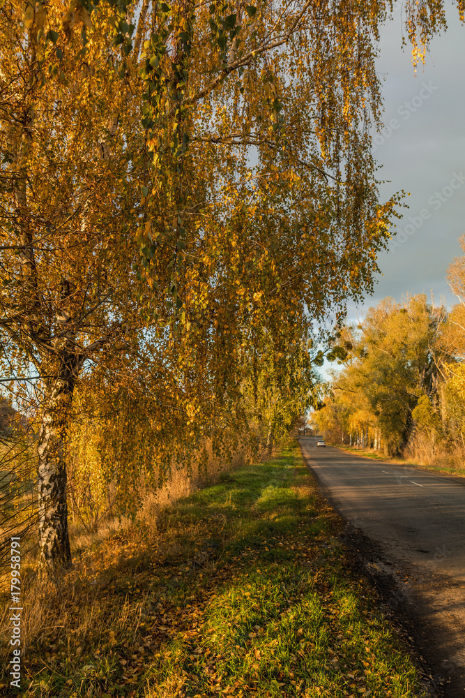 Obraz premium Pusta droga jesień wzdłuż pól złotej pszenicy ozimej o zachodzie słońca