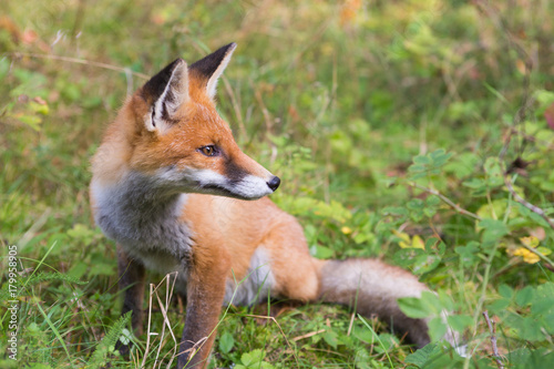 red fox in the forest © polya_olya