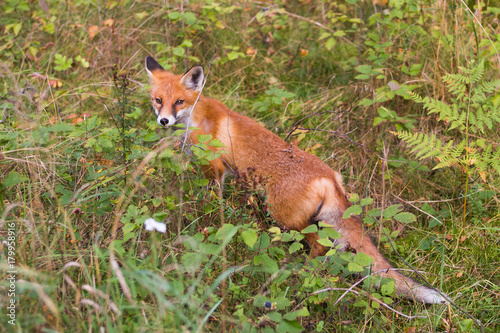 red fox in the forest