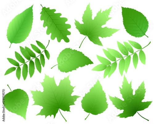 set of green leaves and branches