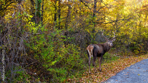 Barrea (Abruzzo, Italy) - A deer walking on the nationale road near Barrea in the Abruzzo National Park