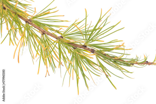green spruce branch on a white background