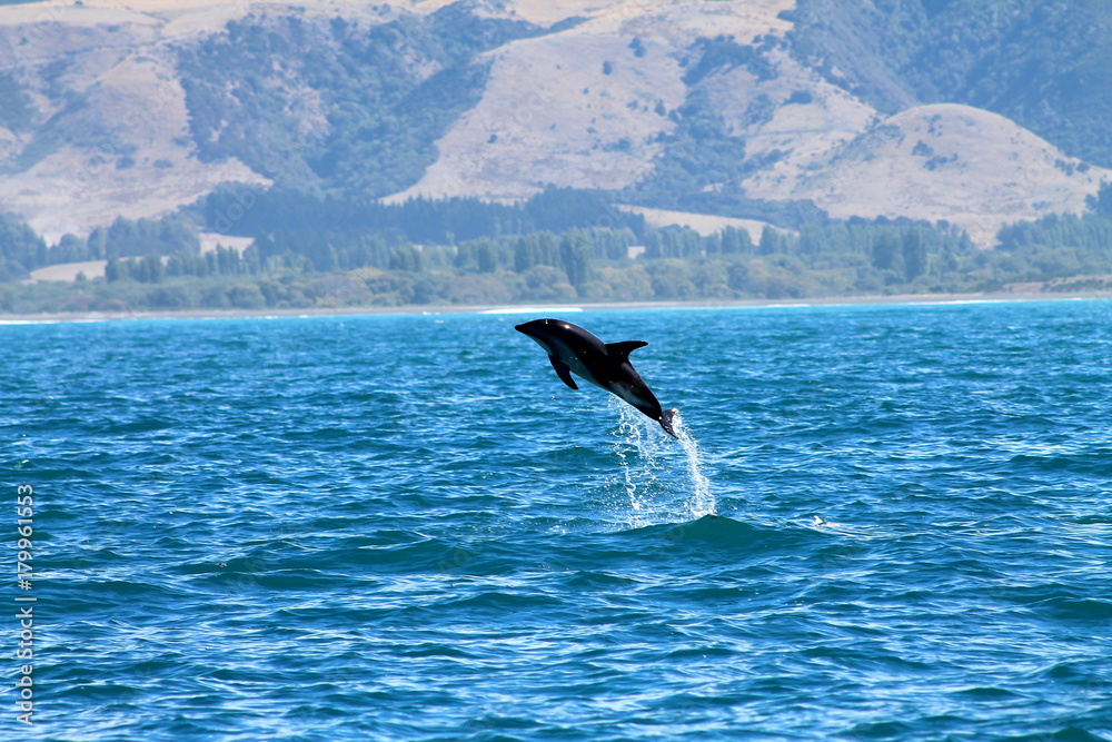 Obraz premium Dolphin at play