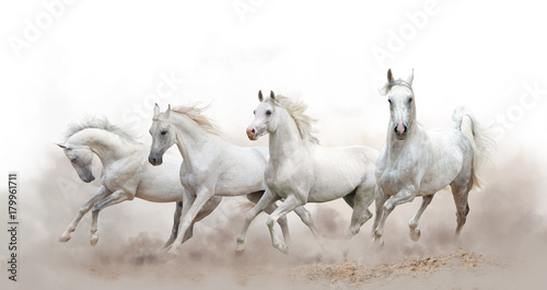 beautiful white arabian horses running over a white background © Mari_art