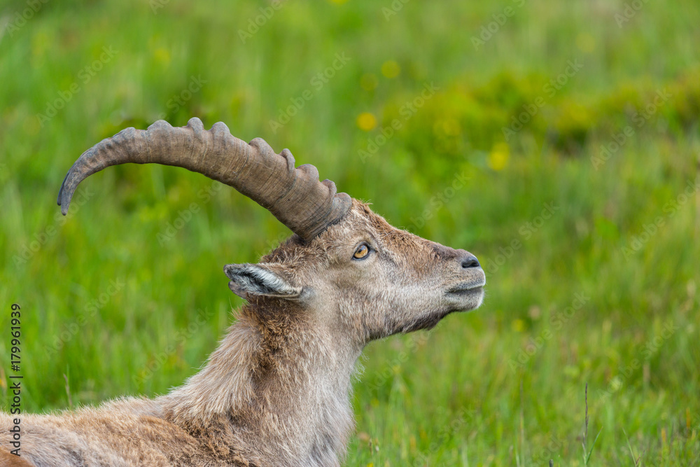 side view portrait male natural alpine ibex capricorn
