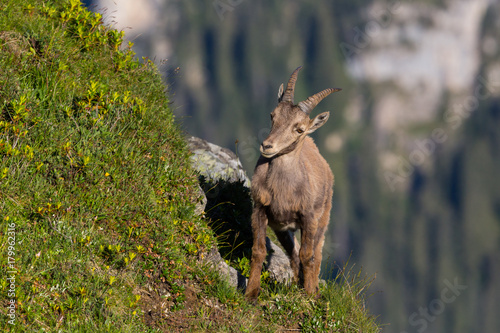 natural alpine capra ibex capricorn standing in steep mountain meadow