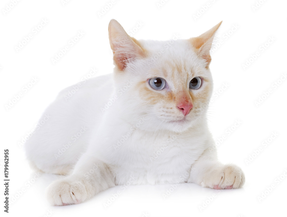 Obraz premium white kitten in studio