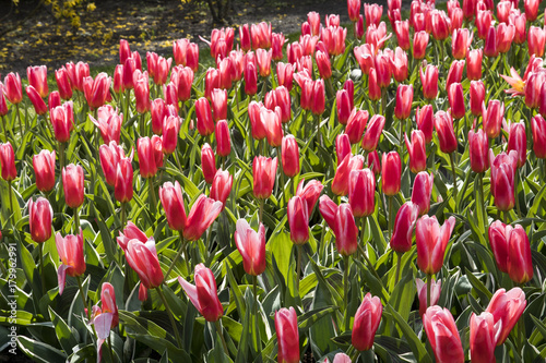 Tulipa kaufmanniana 'Heart's Delight' photo