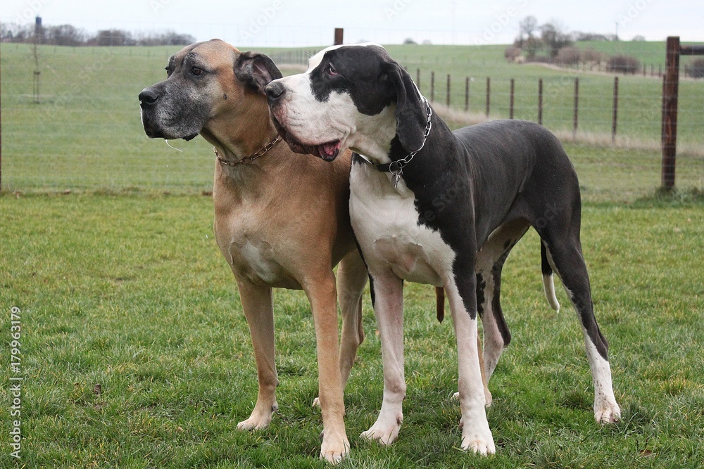 zwei deutsche Doggen stehen nebeneinander im Park