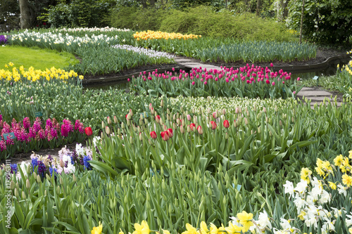 A garden with different tulips photo