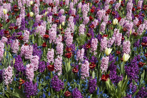 A combination of Tulipa  Hyacinthus and Scilla siberica