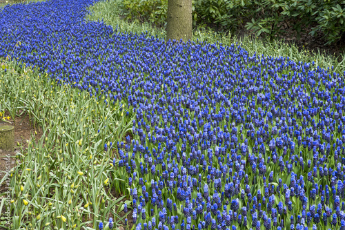 Muscari latifolium photo
