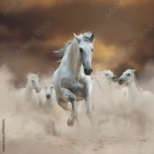 Beautiful white andalusian stallion with herd on freedom