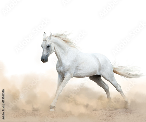 white arabian stallion running in the dust