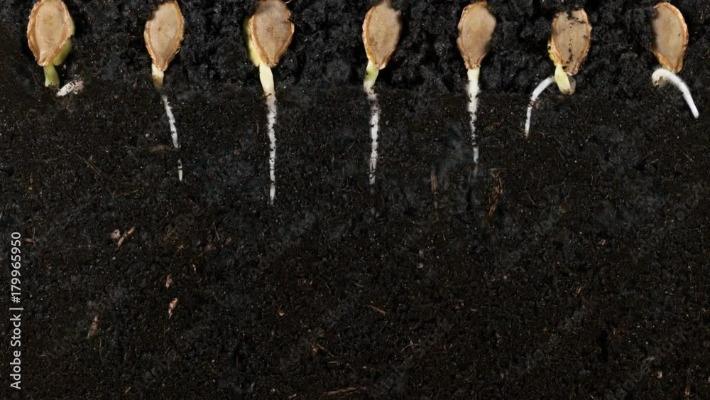 Germinating pumpkin seed roots underground vew with roots