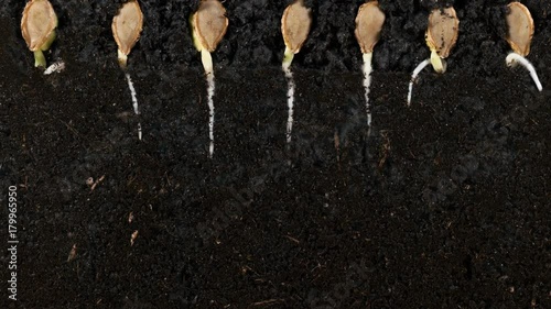 Germinating pumpkin seed roots underground vew with roots