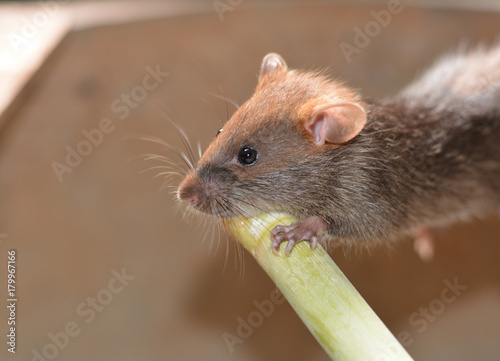 a young grey- brown rat holding  the green timber in farmhouse