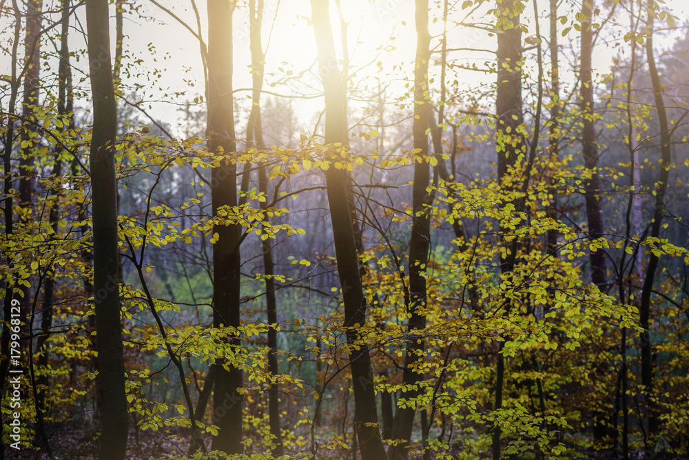 Naklejka premium Sunset in autumn forest.