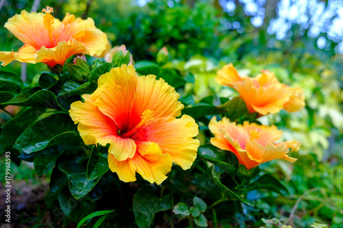 Colorful Hawaiian hibiscus in the garden photo