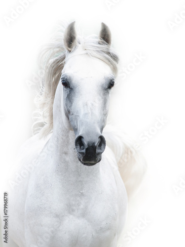 snowy white arabian stallion against the white background