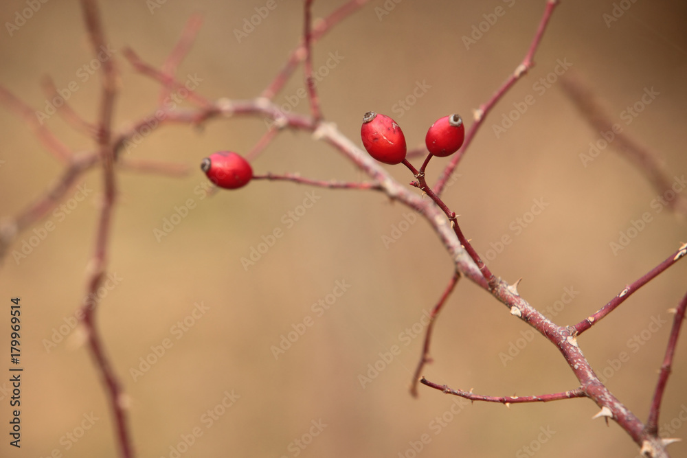 Fruits of wild roses. Rose hip, autumn tea full of vitamins and antioxidants. Fruits of wild roses. Rose hip, autumn tea full of vitamins and antioxidants.