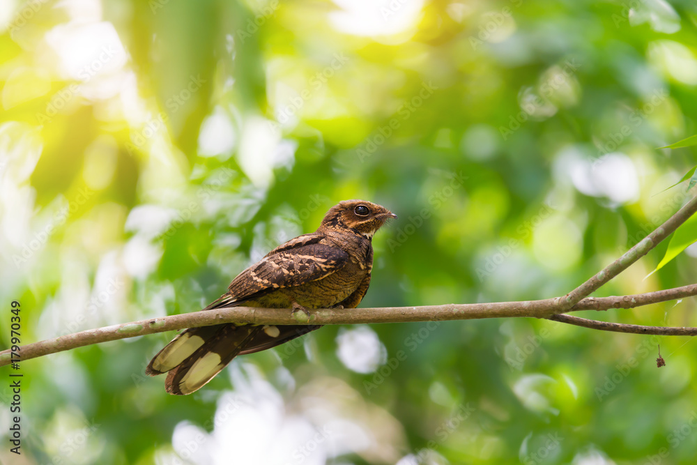 Nocturnal bird..Brown bird ,indian nightjar resting on high branch tree in day time and will active at night, low angle view. Nocturnal bird..Brown bird ,indian nightjar resting on high branch tree in day time and will active at night, low angle view.