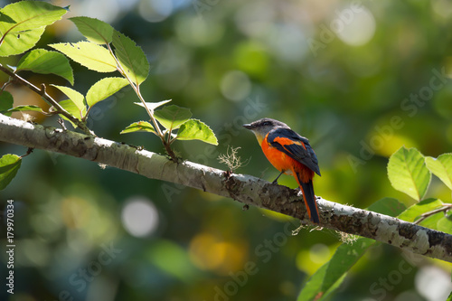 Bird in red wings.Vivid color bird,grey chinned minivet perching on high branch tree in highland forest at sunrise, natural blurred background, low angle view. photo