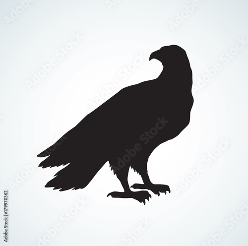 Eagle. Vector drawing