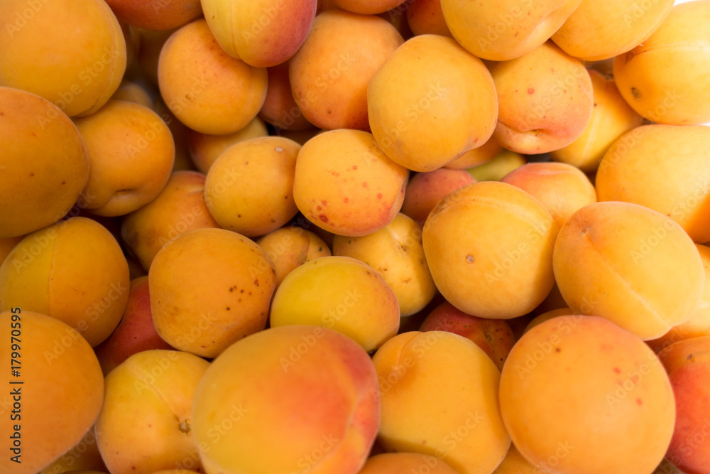 Bright orange fruits of apricot from above