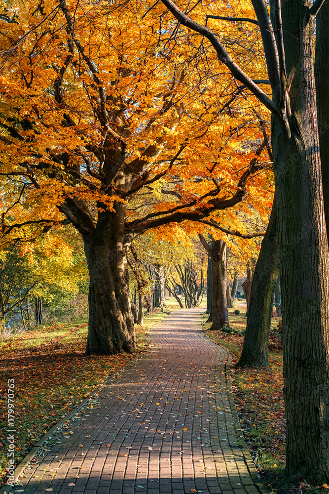 Autumn alley in the park