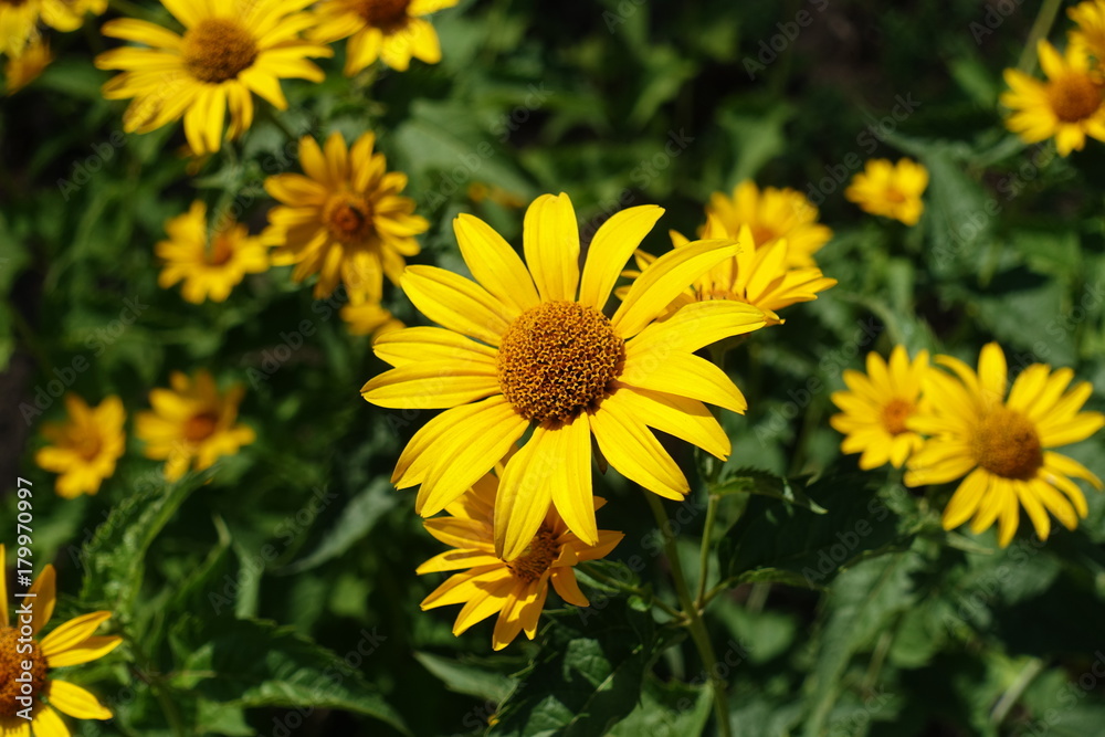 Close view of yellow flower head of Heliopsis helianthoides Close view of yellow flower head of Heliopsis helianthoides