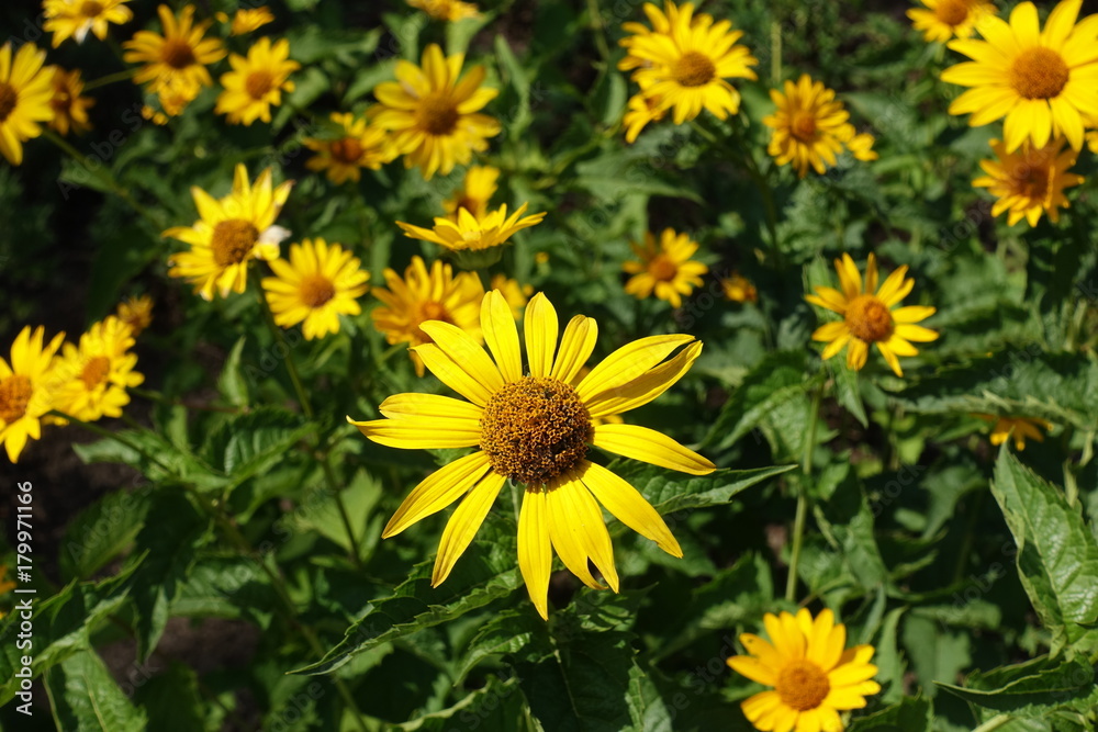 Yellow flower head of rough oxeye in summer Yellow flower head of rough oxeye in summer