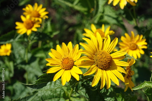 Inflorescences of smooth oxeye in mid summer